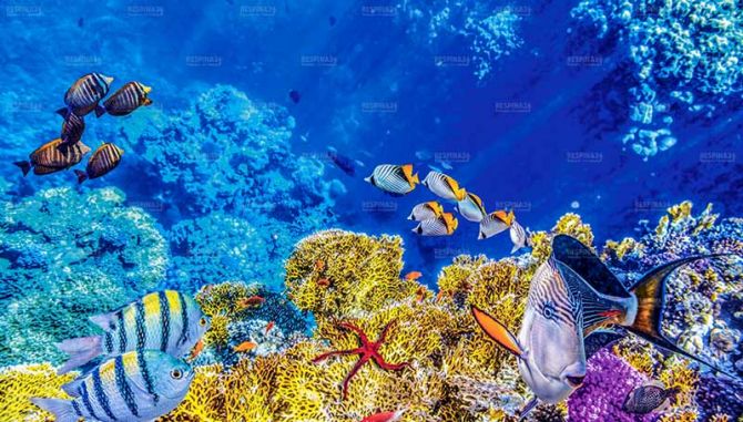 بلیط هواپیما استانبول به بدروم_رسپینا 24